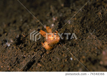 Canna Tsunozayaumiushi第④部分的交配場景 74348366