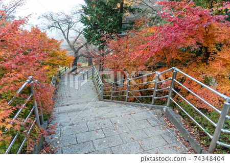 Autumn scene at entrance to Arakura Sengen Shrine, the path leading to the Chureito Pagoda Autumn scene at entrance to Arakura Sengen Shrine, the path leading to the Chureito Pagoda 74348404
