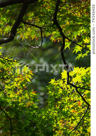Soft new green leafs of Japanese maple in sunshine day. 74348488