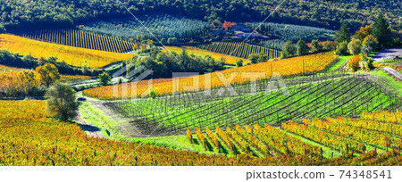 autumn scenery - beautiful vineyards of Tuscany, Italy autumn scenery - beautiful vineyards of Tuscany, Italy 74348541