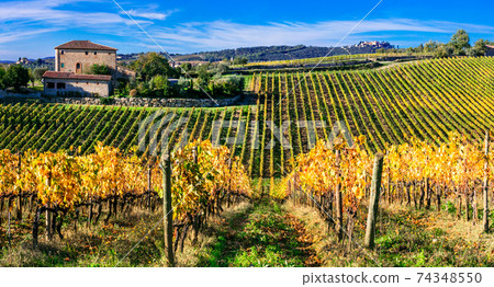 Golden vineyards of Chianti - Tuscany. Italy Golden vineyards of Chianti - Tuscany. Italy 74348550