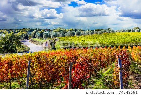 autumn landscape - beautiful vineyards of Tuscany, Italy 74348561