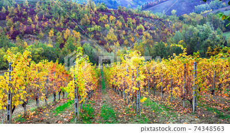 amazing autumn landscape with vineyards. Beauty in nature amazing autumn landscape with vineyards. Beauty in nature 74348563