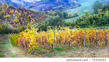 Pictorial autumn landscape with vineyards. Beauty in nature Pictorial autumn landscape with vineyards. Beauty in nature 74348565