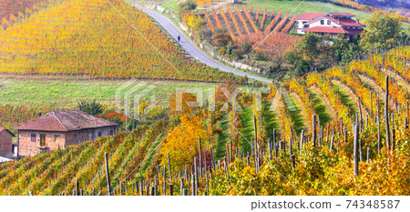 Autumn landscape. Golden vineyards of Piemonte. Italy 74348587