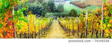 Golden rows of vineyards. Autumn landscape. Italy Golden rows of vineyards. Autumn landscape. Italy 74348588