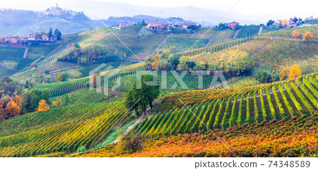 amazing vast plantation of vineyards in Piemonte- famous vine region of Italy amazing vast plantation of vineyards in Piemonte- famous vine region of Italy 74348589