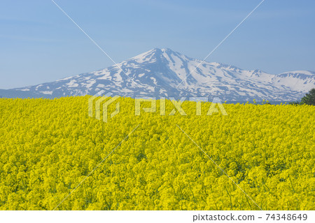 Mt. Chokai and rape field in spring Mt. Chokai and rape field in spring 74348649