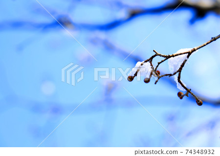 滋賀縣琉球公園的雪景，2月，雪，冬天[2月] 74348932