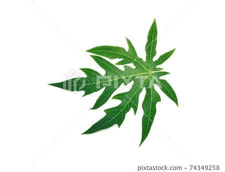 papaya leaf, green papaya leaf isolated on the white background papaya leaf, green papaya leaf isolated on the white background 74349258