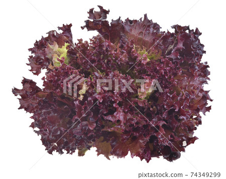 red oak leaf lettuce on a white background red oak leaf lettuce on a white background 74349299