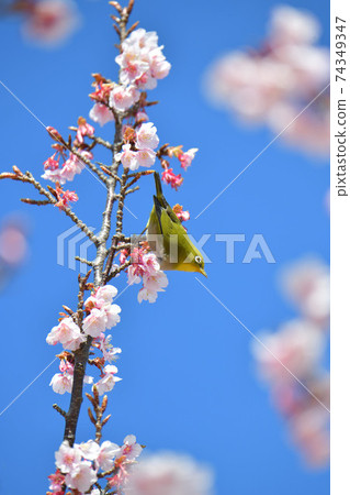 白眼和冷櫻花 白眼和冷櫻花 74349347