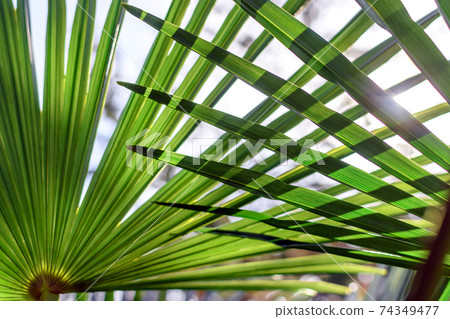 Schleaf離開了 74349477