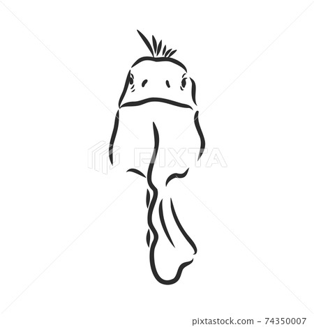 Sketch of iguana. Hand drawn illustration converted to vector. iguana vector sketch illustration 74350007