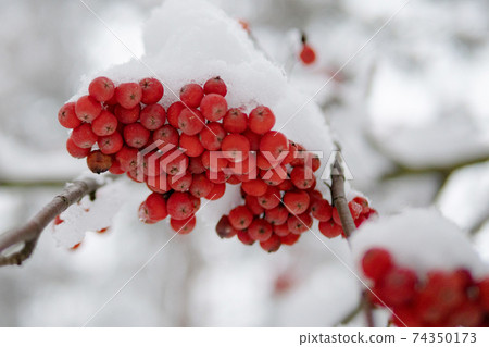 Bunch of red mountain ash under the snow 74350173