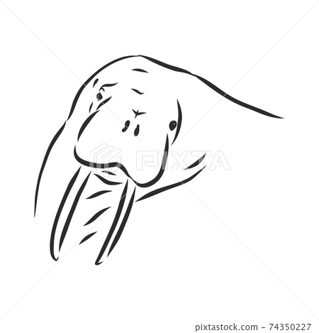 Sketch of a walrus. Hand drawn illustration converted to vector. walrus vector sketch illustration Sketch of a walrus. Hand drawn illustration converted to vector. walrus vector sketch illustration 74350227