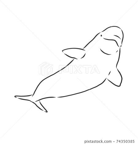 Hand drawn vector beluga whale. Sketch engraving illustration of whale. beluga whale vector sketch illustration 74350385