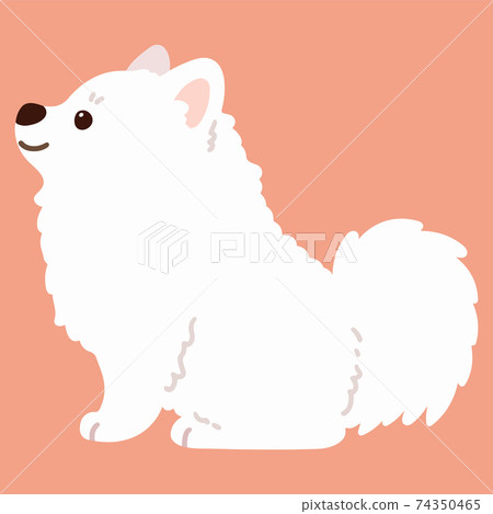 Illustration of a simple and cute white spitz sitting sideways without a main line 74350465