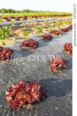 Organic vegetable farm field with patches covered with plastic mulch at sunset. Organic vegetable farm field with patches covered with plastic mulch at sunset. 74350573