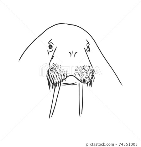 Sketch of a walrus. Hand drawn illustration converted to vector. walrus vector sketch illustration Sketch of a walrus. Hand drawn illustration converted to vector. walrus vector sketch illustration 74351003