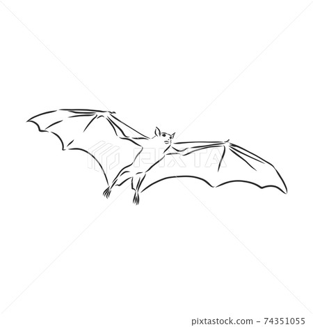 black and white flying Halloween vampire bat, sketch style vector illustration isolated on white background. bat vector sketch illustration 74351055