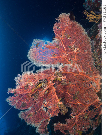後面有大型海膽和天然水下隧道(緬甸梅爾吉群島) 後面有大型海膽和天然水下隧道(緬甸梅爾吉群島) 74351163