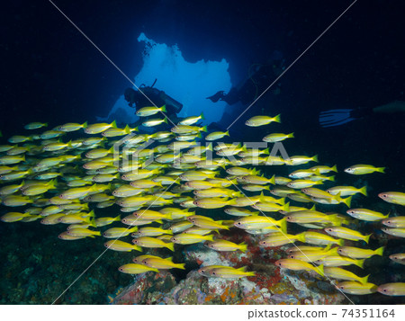 金森鯛魚涌向水下洞穴(緬甸梅爾吉群島) 金森鯛魚涌向水下洞穴(緬甸梅爾吉群島) 74351164