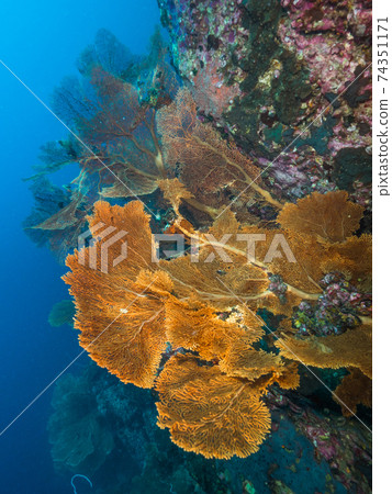 Giant sea urchins that grow in clusters at drop-off (Mergui Archipelago, Myanmar) Giant sea urchins that grow in clusters at drop-off (Mergui Archipelago, Myanmar) 74351171