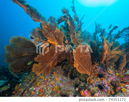 Giant sea urchin colony (Mergui Archipelago, Myanmar) Giant sea urchin colony (Mergui Archipelago, Myanmar) 74351172
