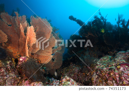 Giant sea urchin colony (Mergui Archipelago, Myanmar) 74351173