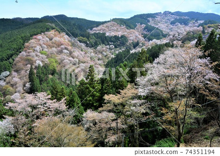 Yoshino mountain cherry tree 74351194