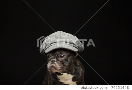 image of dog cap dark background image of dog cap dark background 74351448