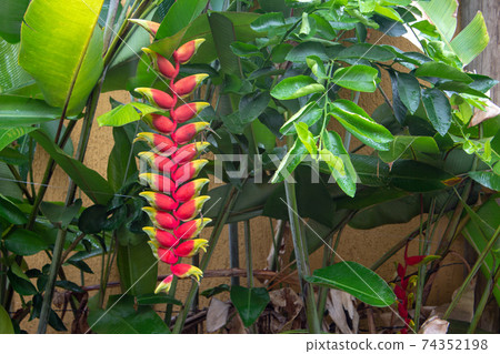 Heliconia tortuosa on a garden of a house Heliconia tortuosa on a garden of a house 74352198