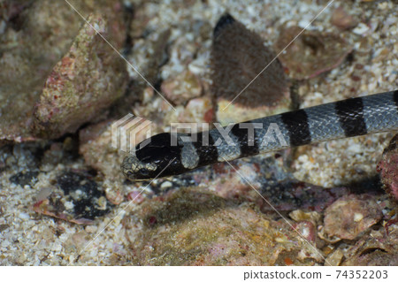 Yellow-lipped sea snake head (Mergui Archipelago, Myanmar) Yellow-lipped sea snake head (Mergui Archipelago, Myanmar) 74352203