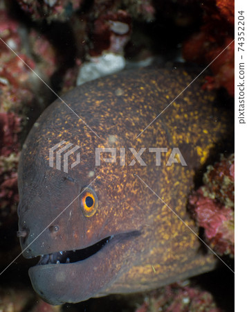 Face of sesame seeds (Mergui Archipelago, Myanmar) Face of sesame seeds (Mergui Archipelago, Myanmar) 74352204
