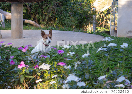 Small stray dog sitting on the grass behind a bunch of small flowers Small stray dog sitting on the grass behind a bunch of small flowers 74352420