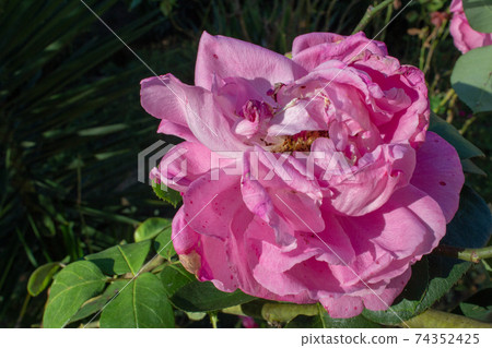 Big rose flower with details of its core and inner petals 74352425