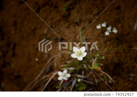 Marsh grass of Parnassus blooming on Mt. Tanigawa Marsh grass of Parnassus blooming on Mt. Tanigawa 74352427
