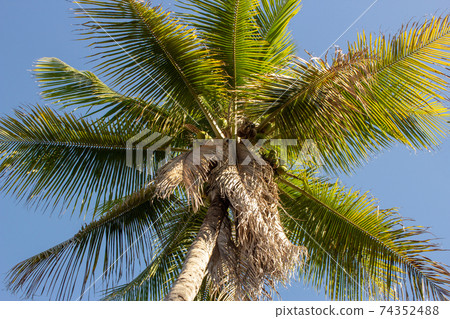 Single palm tree on a blue sky background as viewed from above Single palm tree on a blue sky background as viewed from above 74352488