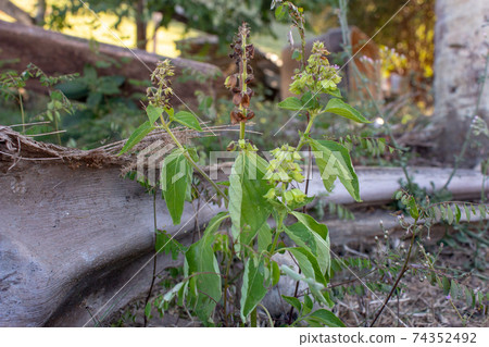 Basil plant growing on the backyard of a farm Basil plant growing on the backyard of a farm 74352492