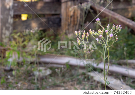 Very small flowers growing on thin stalks on a farm Very small flowers growing on thin stalks on a farm 74352493