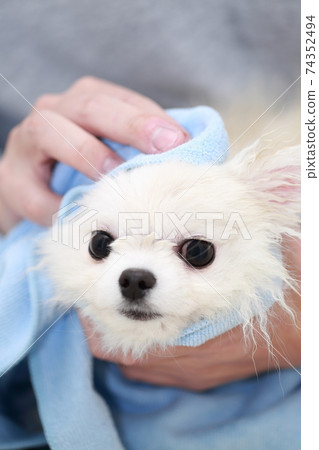 A man who wipes water with a towel after shampooing his dog Pomeranian 74352494
