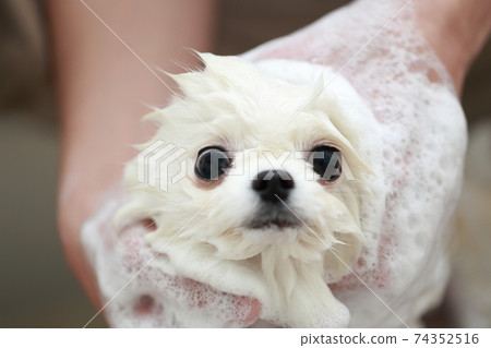 一個男人在浴室洗頭狗博美犬以保持清潔 74352516