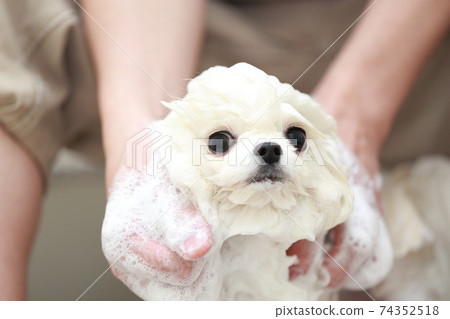一個男人在浴室洗頭狗博美犬以保持清潔 74352518