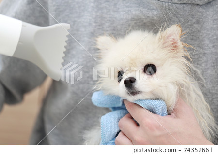 A man who dries his hair with a hair dryer after shampooing his dog Pomeranian 74352661