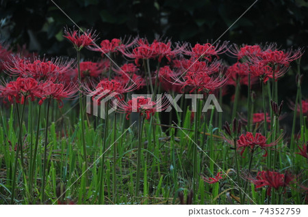 Seonunsa Temple. Gochang County. Provincial Park. Flower Pot Seonunsa Temple. Gochang County. Provincial Park. Flower Pot 74352759