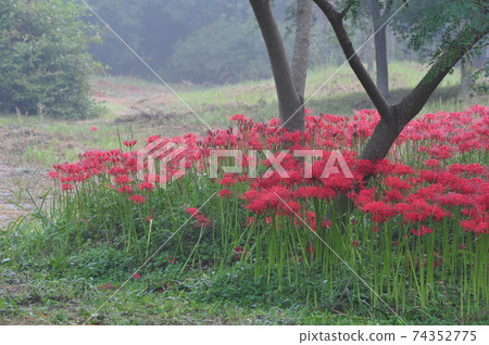 禪雲寺, 高敞郡, 道立公園, 鮮花 禪雲寺, 高敞郡, 道立公園, 鮮花 74352775