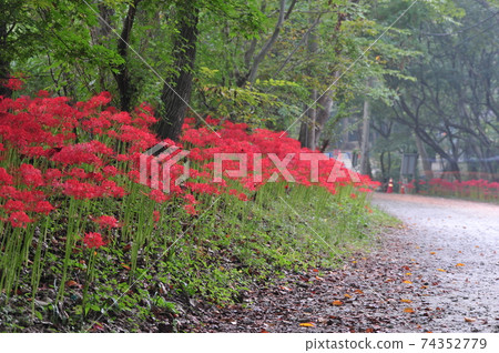 Seonunsa Temple. Gochang County. Provincial Park. Flower Pot Seonunsa Temple. Gochang County. Provincial Park. Flower Pot 74352779