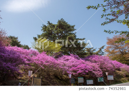 Kobanomitsubatsuji in Yatakayama Park 74352981