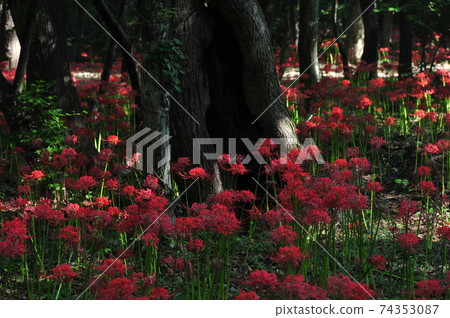 高敞郡, 禪雲寺, 道立公園, 鮮花 高敞郡, 禪雲寺, 道立公園, 鮮花 74353087